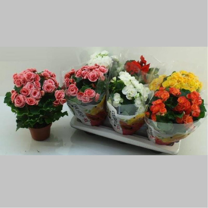 Begonni mare Mixsti, 35 cm 